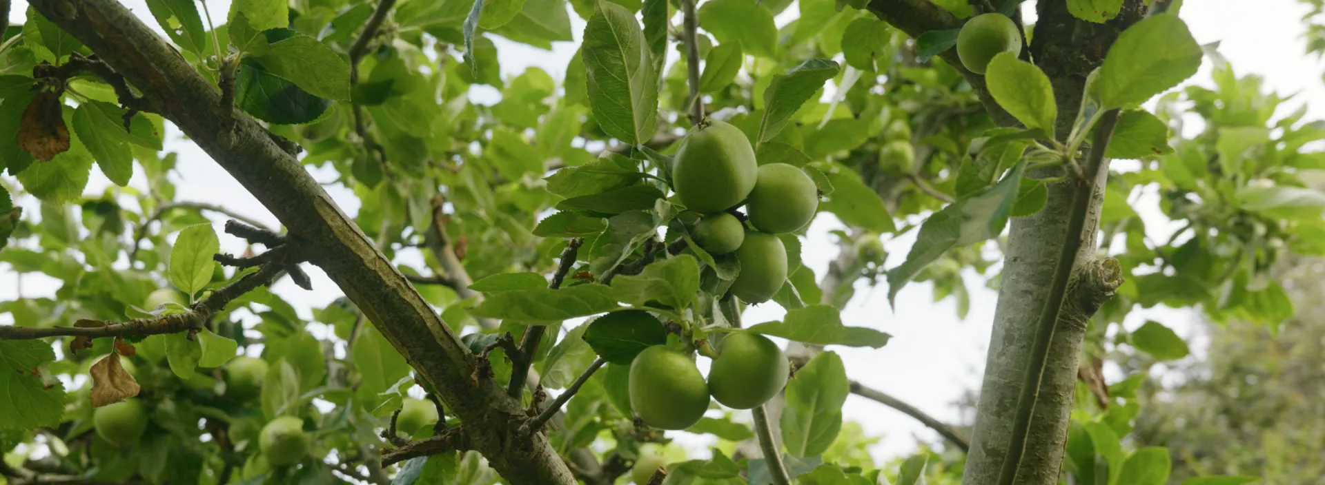 Terms & Conditions Banner