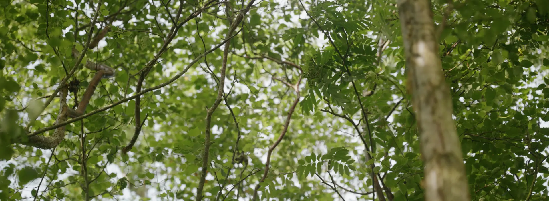 Privacy Policy Banner